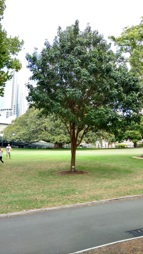 Rhodosphaera rhodanthema plantplacesimage20170102_131227.jpg