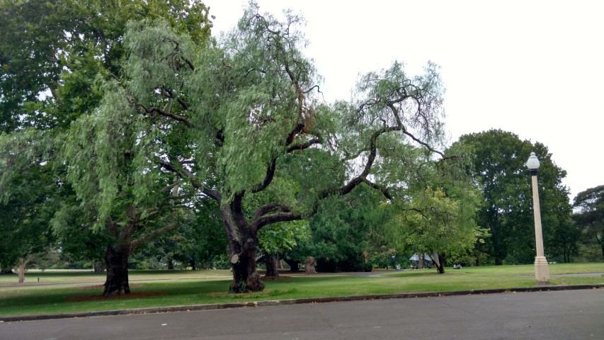Schinus areira plantplacesimage20170102_183623.jpg