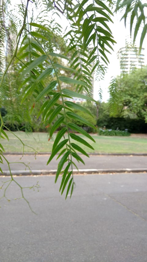 Schinus areira plantplacesimage20170102_183716.jpg