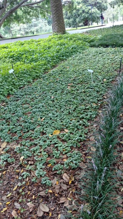 Lamiastrum galeobdolon plantplacesimage20170102_184927.jpg