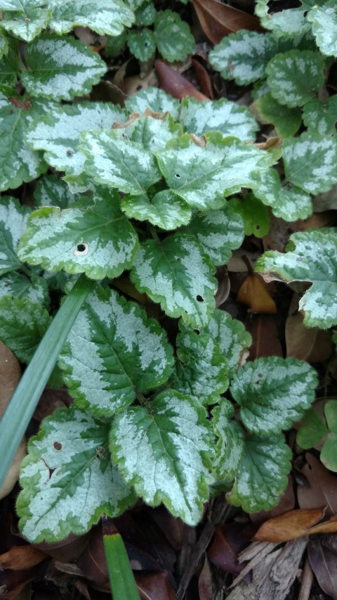 Lamiastrum galeobdolon plantplacesimage20170102_184942.jpg