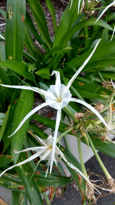 Hymenocallis caribaea plantplacesimage20170104_192814.jpg