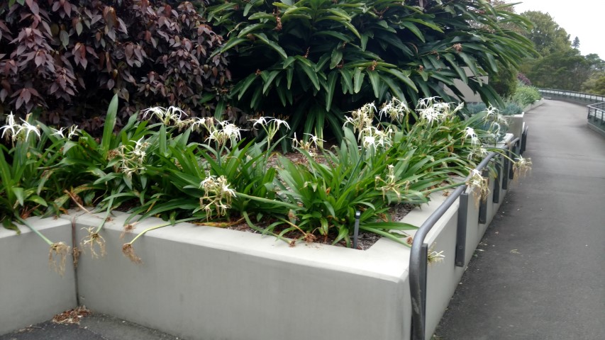 Hymenocallis caribaea plantplacesimage20170104_192828.jpg