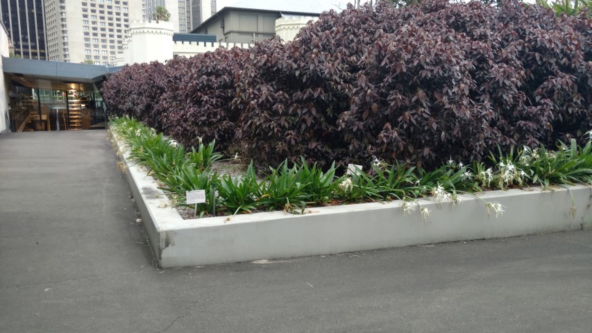 Hymenocallis caribaea plantplacesimage20170104_192844.jpg