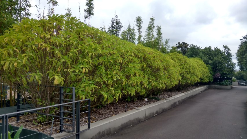 Megaskepasma erythrochlamys plantplacesimage20170104_193220.jpg