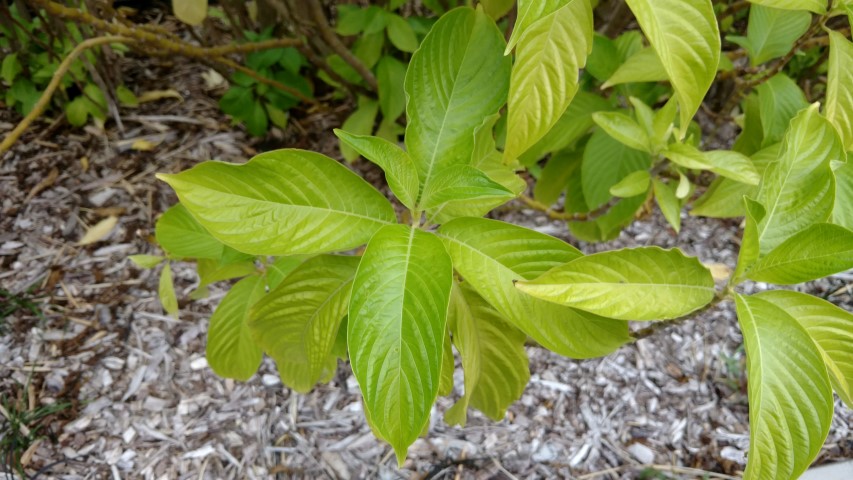 Megaskepasma erythrochlamys plantplacesimage20170104_193244.jpg