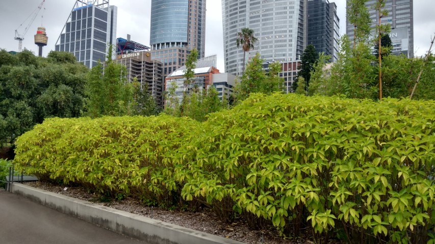 Megaskepasma erythrochlamys plantplacesimage20170104_193307.jpg