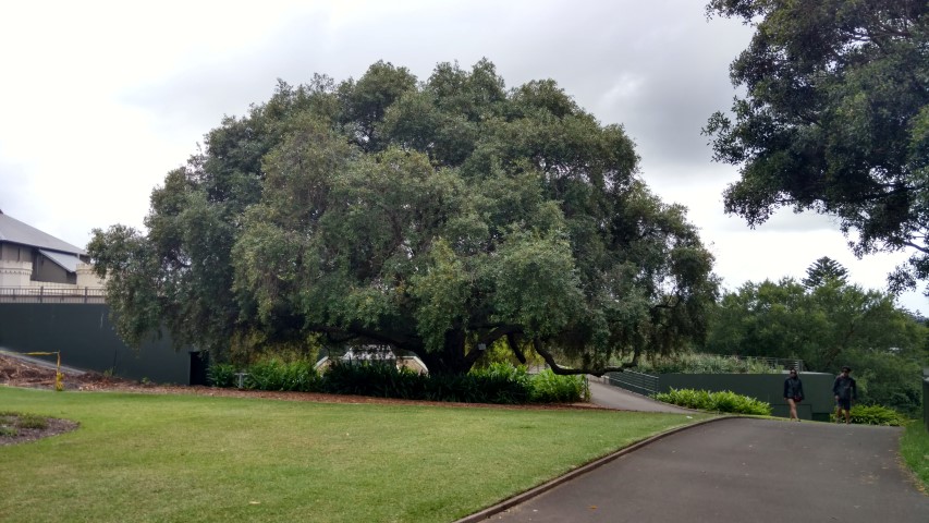 Olea europea plantplacesimage20170104_193507.jpg