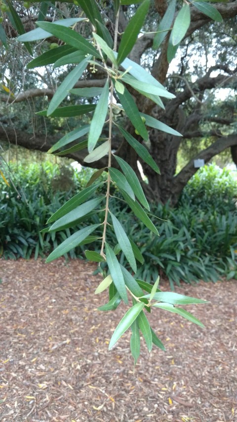 Olea europea plantplacesimage20170104_193542.jpg