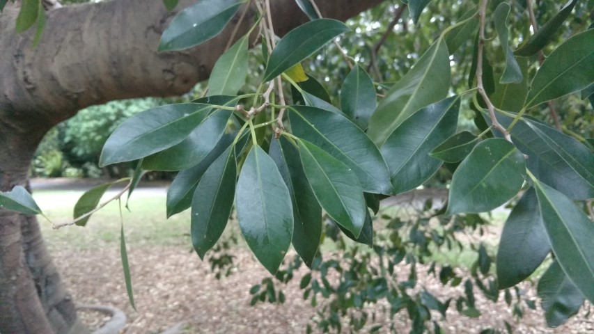 Ficus obliqua plantplacesimage20170104_194315.jpg