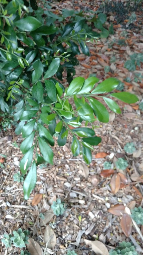 Murraya paniculata plantplacesimage20170104_194738.jpg