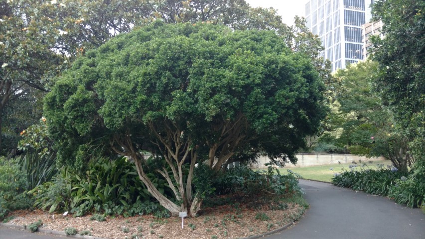 Murraya paniculata plantplacesimage20170104_194759.jpg