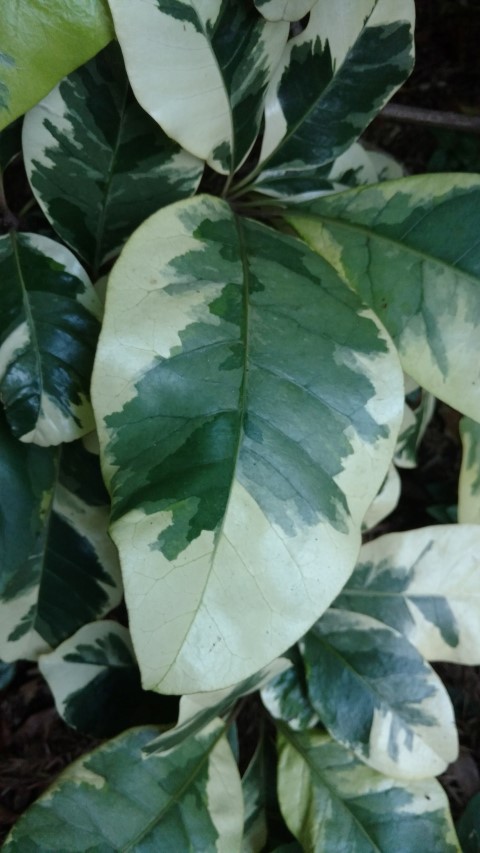 Pisonia umbelifolia plantplacesimage20170104_195038.jpg