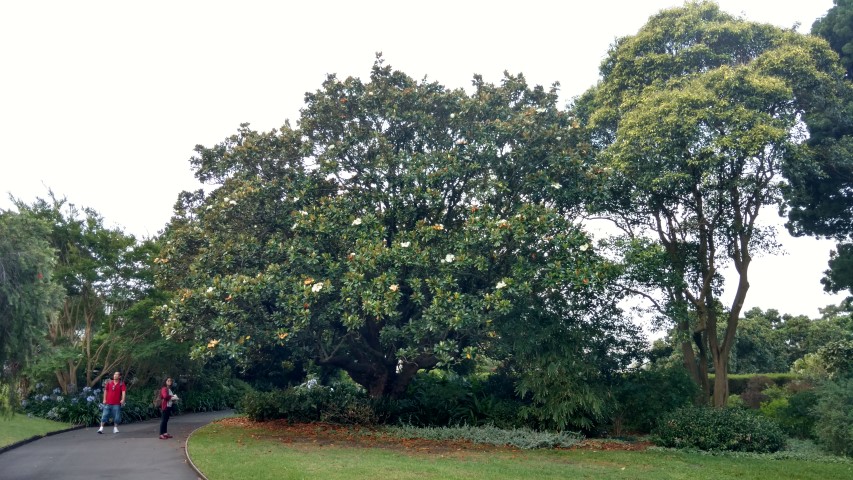 Magnolia grandiflora plantplacesimage20170105_190937.jpg