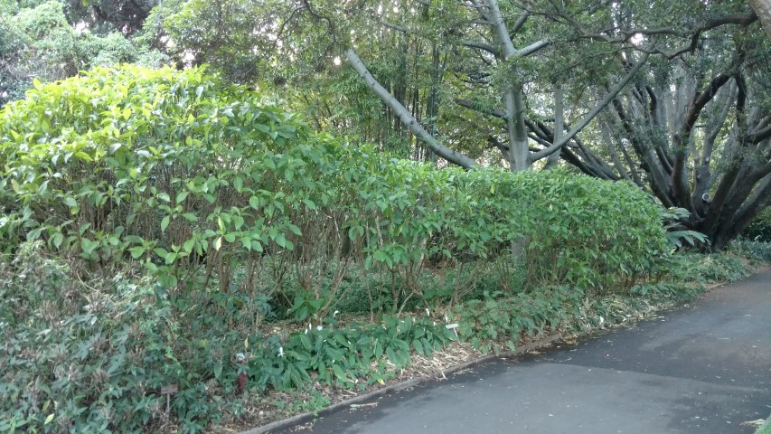 Megakempasma erythrochlamys plantplacesimage20170105_192734.jpg