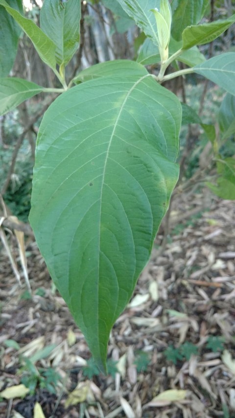 Megakempasma erythrochlamys plantplacesimage20170105_192802.jpg