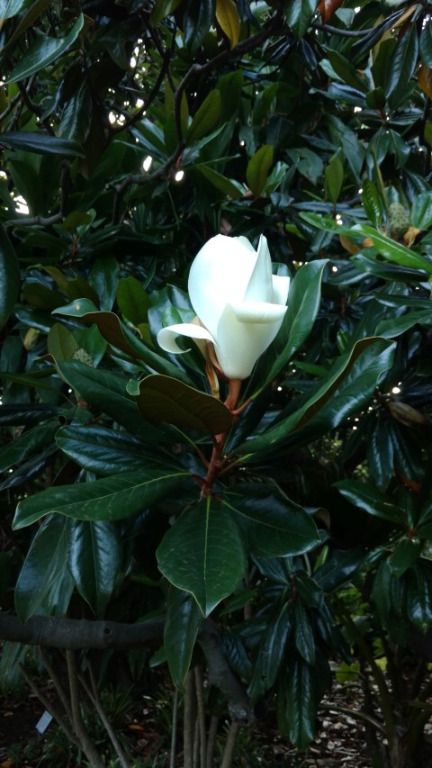 Magnolia grandiflora plantplacesimage20170105_194009.jpg