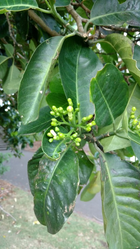 Tabernaemontana cerifera plantplacesimage20170105_194543.jpg