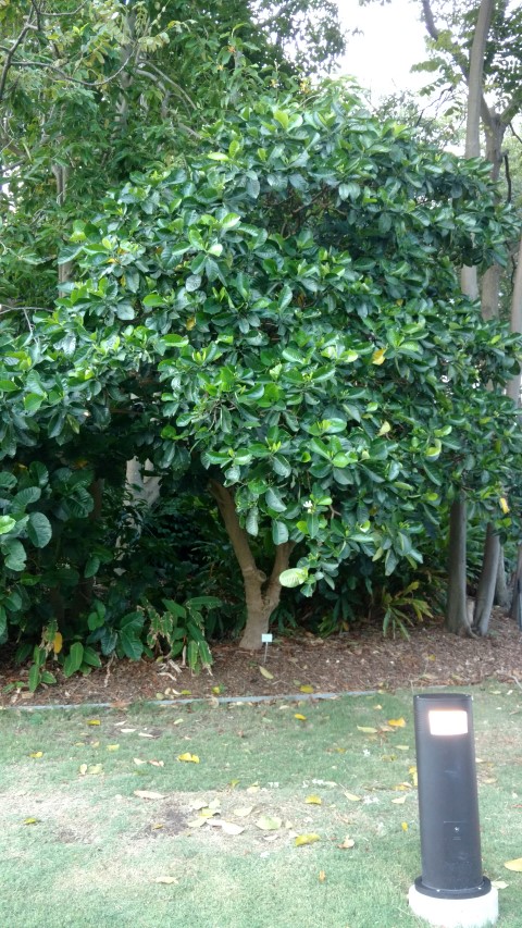 Tabernaemontana cerifera plantplacesimage20170105_194607.jpg