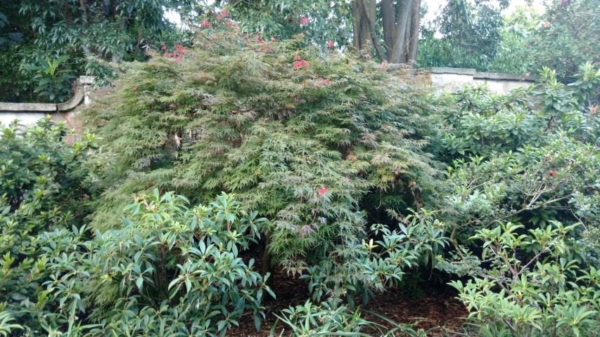 Acer palmatum plantplacesimage20170106_192916.jpg