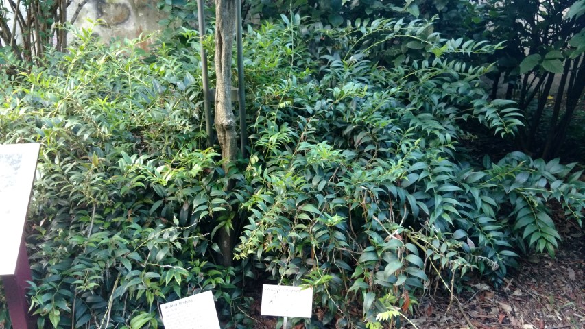 Leucothoe fontanesiana plantplacesimage20170106_193219.jpg