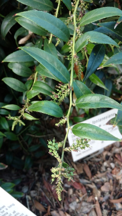 Leucothoe fontanesiana plantplacesimage20170106_193236.jpg
