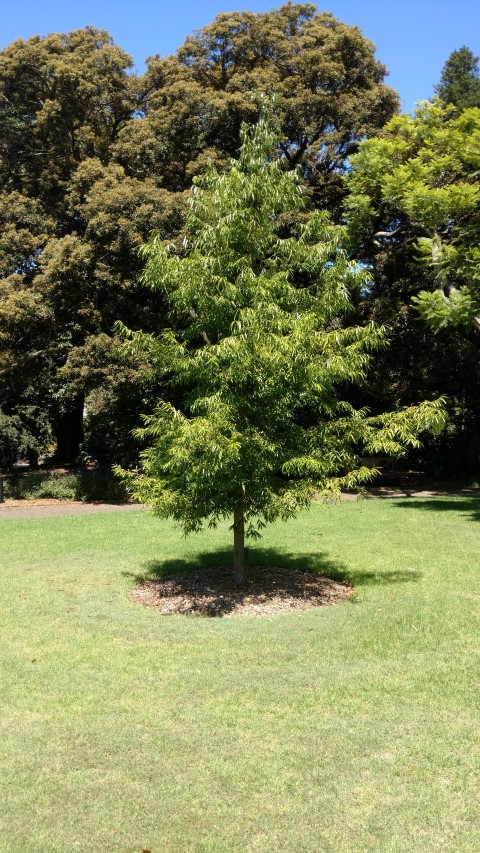 Sundacarpus amarus plantplacesimage20170107_142127.jpg