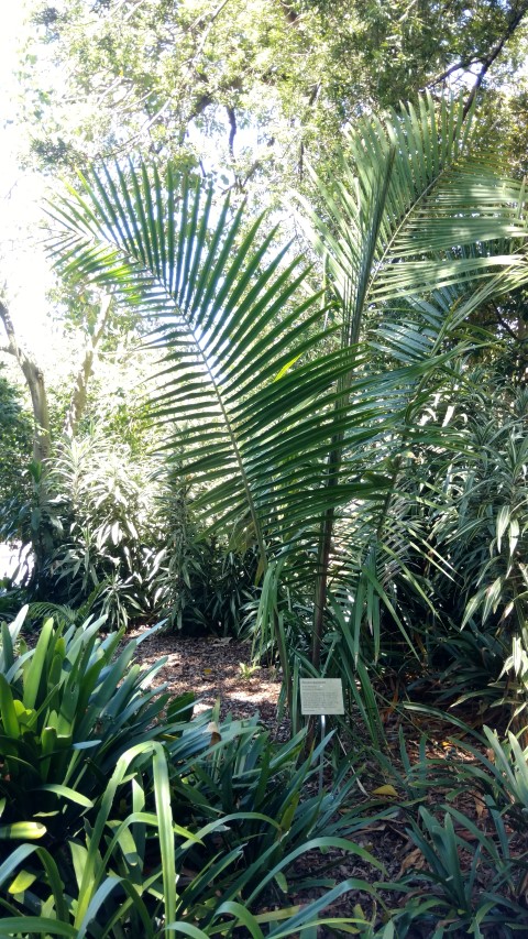 Ravenea dransfieldii plantplacesimage20170107_142939.jpg