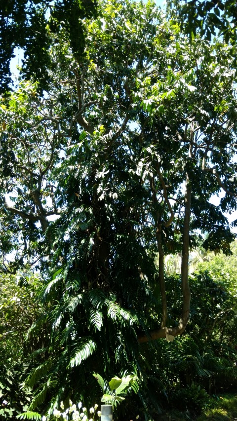 Flindersia schottiana plantplacesimage20170107_144115.jpg