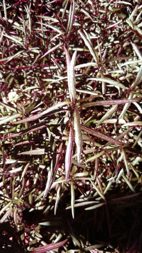 Aeschynanthus magnificus plantplacesimage20170107_144254.jpg