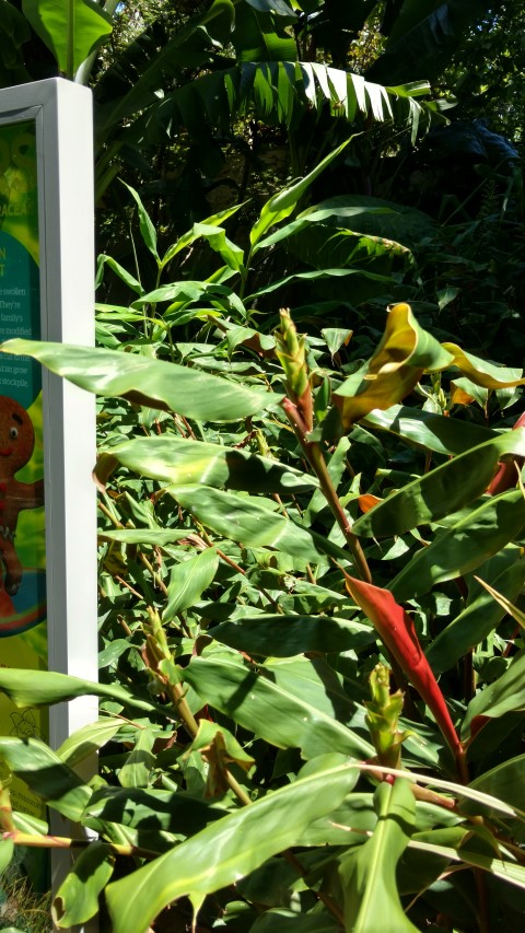 Hedychium greenii plantplacesimage20170107_144526.jpg