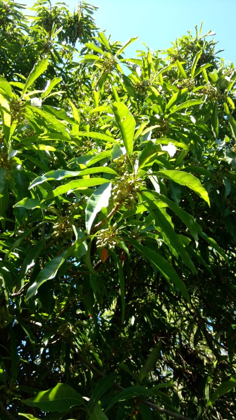 Pouteria campechiana plantplacesimage20170107_144848.jpg