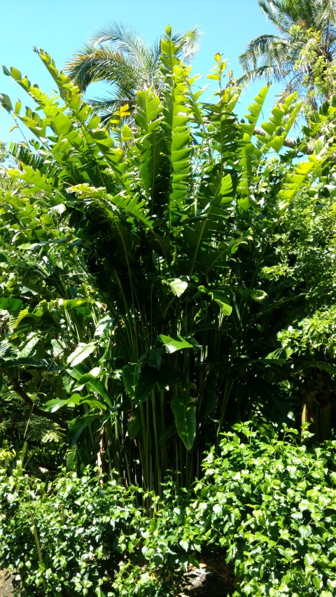 Dieffenbachia seguine plantplacesimage20170107_145626.jpg