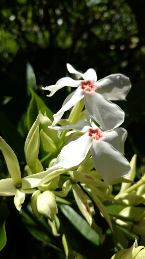 Gerbera floribunda plantplacesimage20170107_145853.jpg