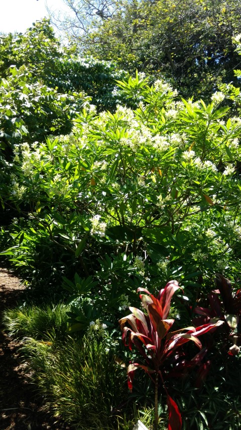 Gerbera floribunda plantplacesimage20170107_145912.jpg