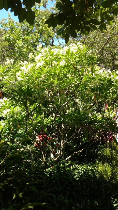 Gerbera floribunda plantplacesimage20170107_145938.jpg