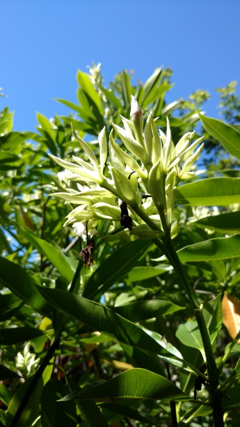 Gerbera floribunda plantplacesimage20170107_150001.jpg