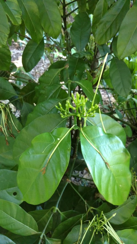 Oxyanthus pyriformis plantplacesimage20170107_150618.jpg