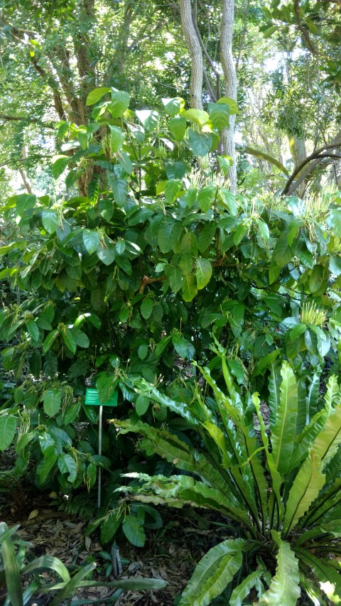 Oxyanthus pyriformis plantplacesimage20170107_150631.jpg