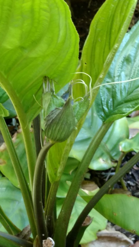 Tacca chanttieri plantplacesimage20170107_151124.jpg