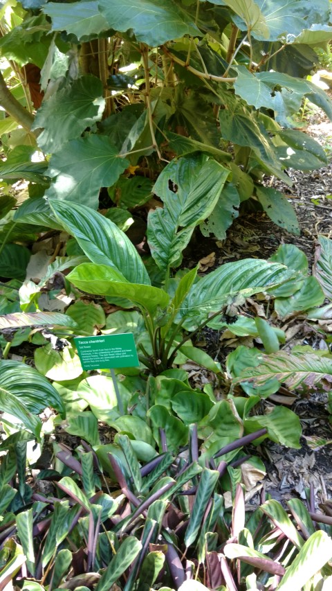 Tacca chanttieri plantplacesimage20170107_151135.jpg