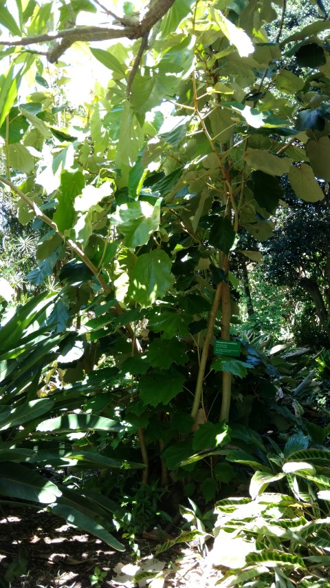 Pterospermum acerifolium plantplacesimage20170107_151338.jpg