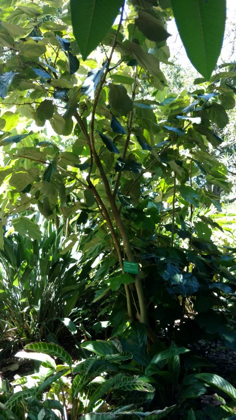 Pterospermum acerifolium plantplacesimage20170107_151348.jpg