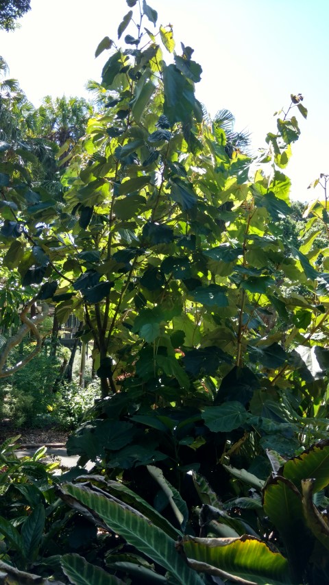 Pterospermum acerifolium plantplacesimage20170107_151359.jpg