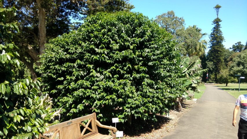 Coffea arabica plantplacesimage20170107_152003.jpg