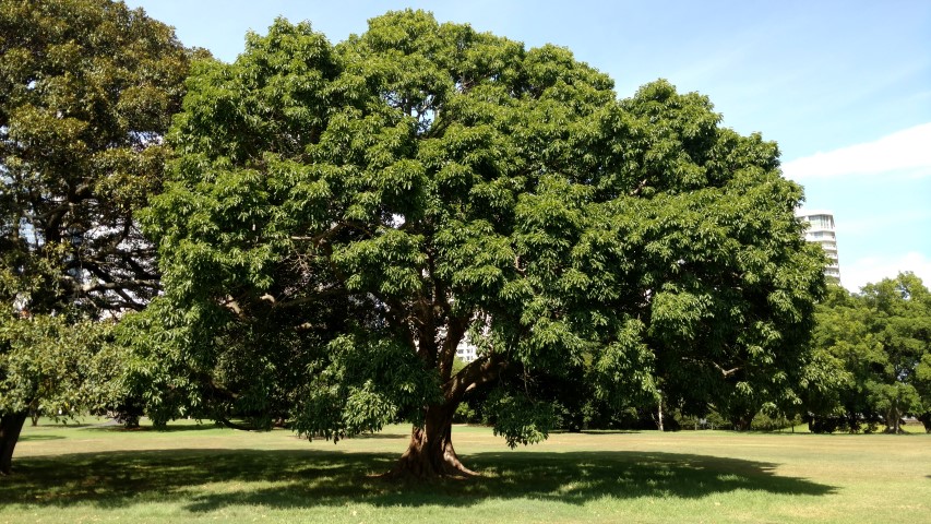 Ficus virens plantplacesimage20170108_095711.jpg