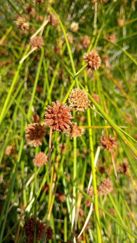 Ficina nodosa plantplacesimage20170108_100810.jpg