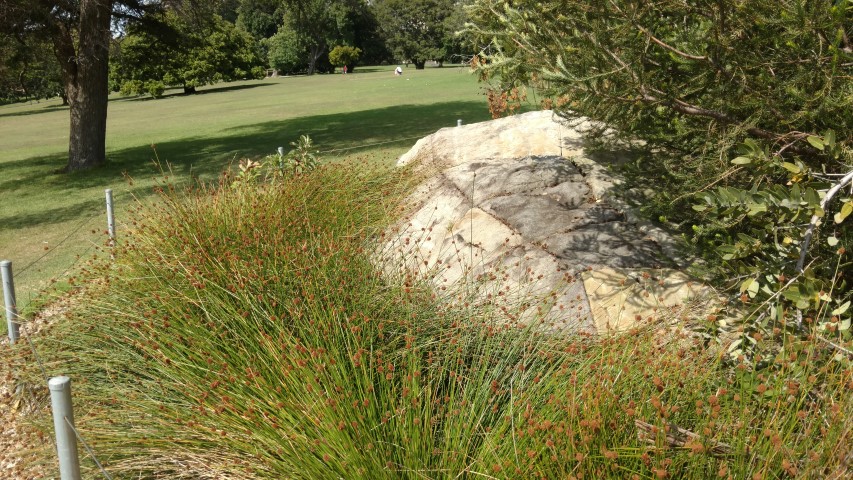 Ficina nodosa plantplacesimage20170108_100834.jpg