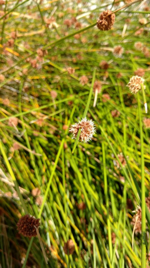 Ficina nodosa plantplacesimage20170108_100849.jpg