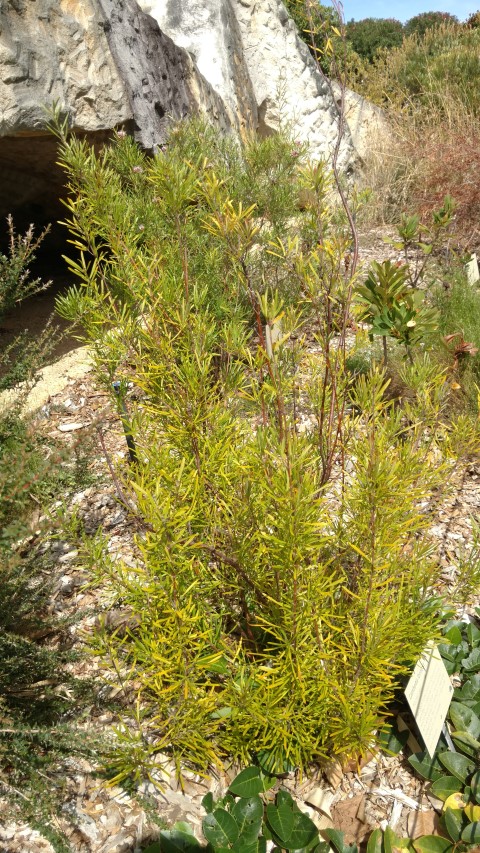 Lambertia formosa plantplacesimage20170108_101141.jpg
